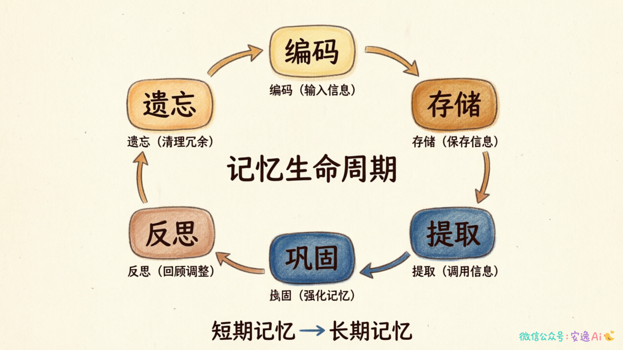 记忆生命周期六阶段循环图,编码→存储→提取→巩固→反思→遗忘首尾相连