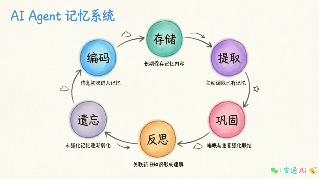 记忆生命周期流程图:编码→存储→提取→巩固→反思→遗忘六个阶段循环