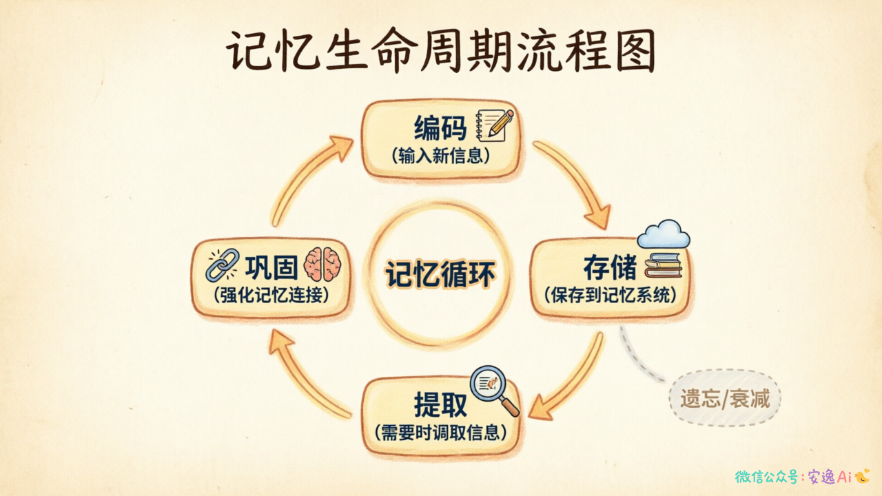 记忆生命周期流程图,展示编码→存储→提取→巩固四阶段环形流转,含遗忘分支