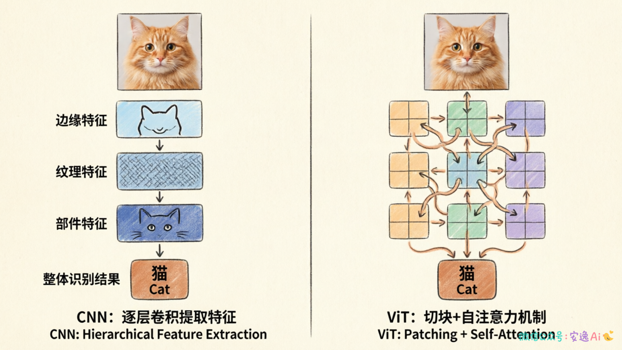 对比图展示CNN和ViT处理同一张猫咪图片的方式差异,CNN用卷积层逐步提取特征,ViT直接切块后用注意力机制处理
